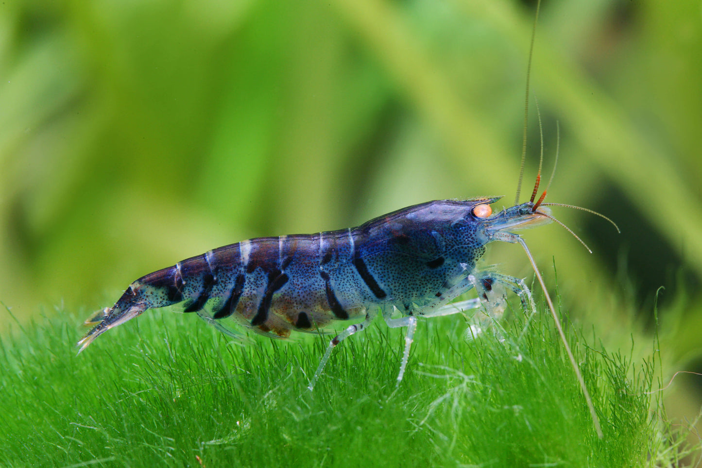 Caridina Logemanni "Tiger Blue O.E."