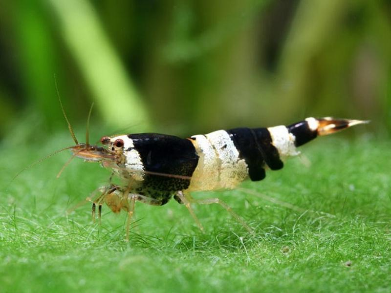 Caridina Logemanni "Crystal Black"