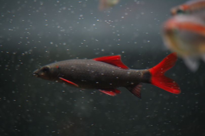 Epalzeohynchos Frenatum - Labeo Frenatus