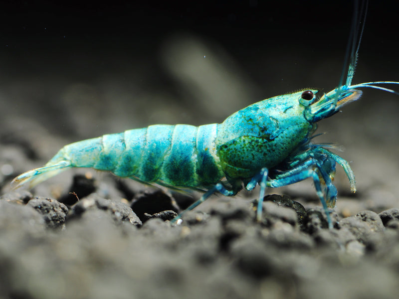 Caridina Logemanni Taiwan "Blue Bolt"