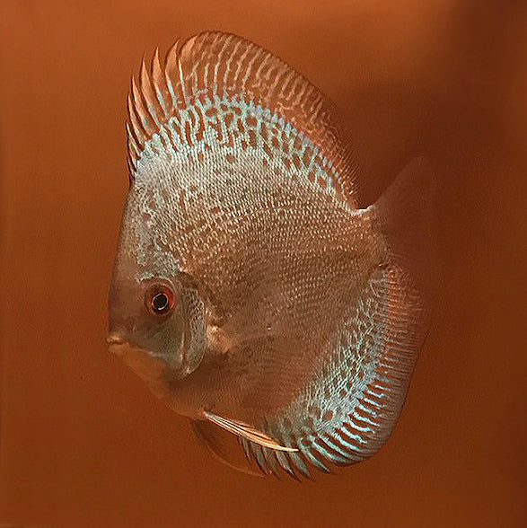 Discus Blue Scorpion