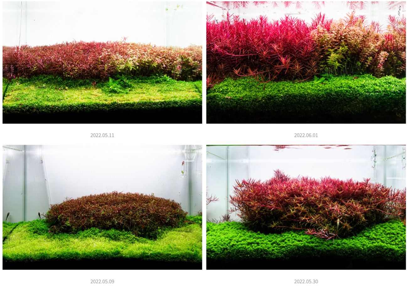 AquaRIO Neo Booster Plants