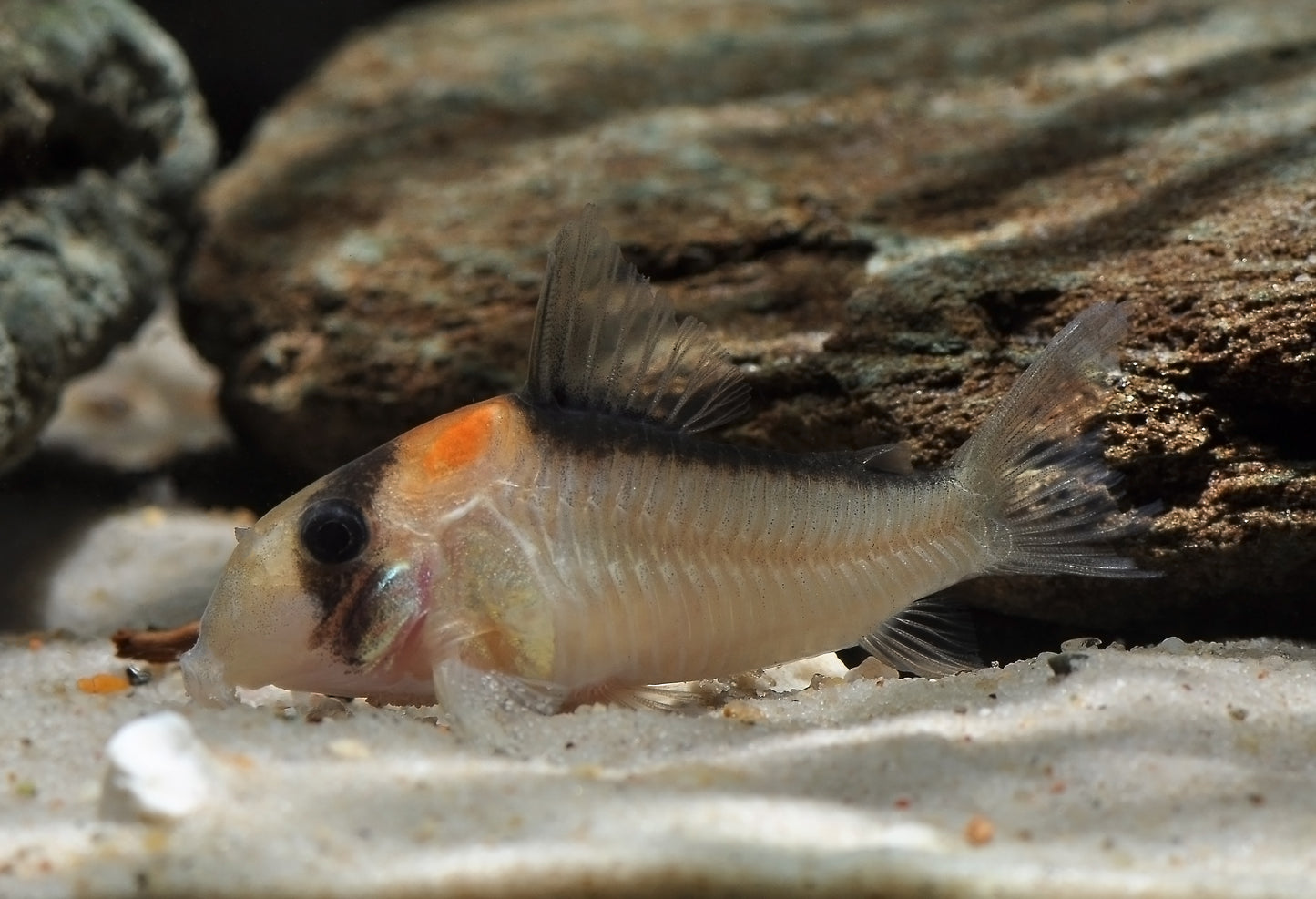 Corydora Adolfoi