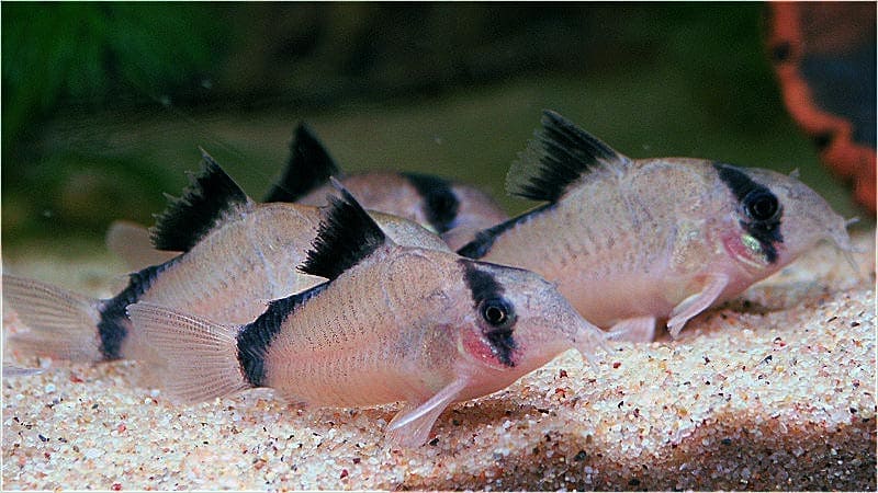 Corydora Metae