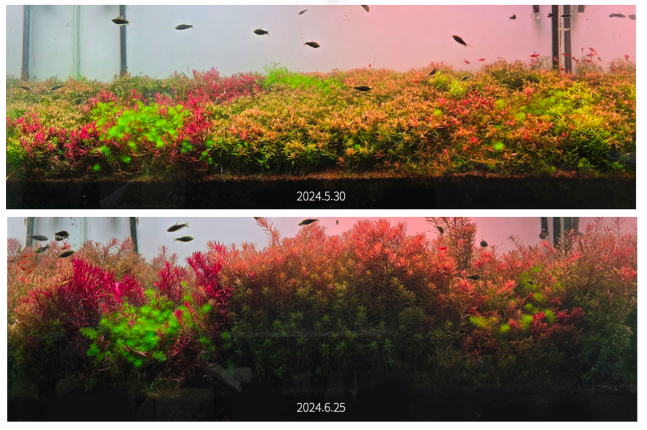 AquaRIO Neo Fluid No CO2