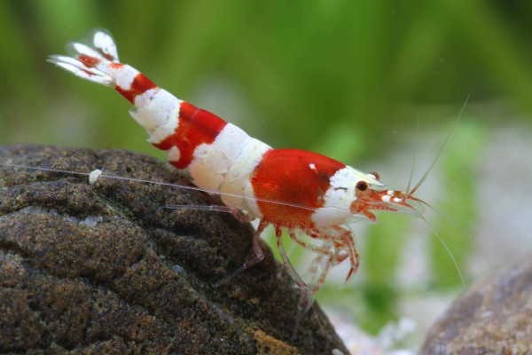 Caridina Logemanni "Crystal Red"