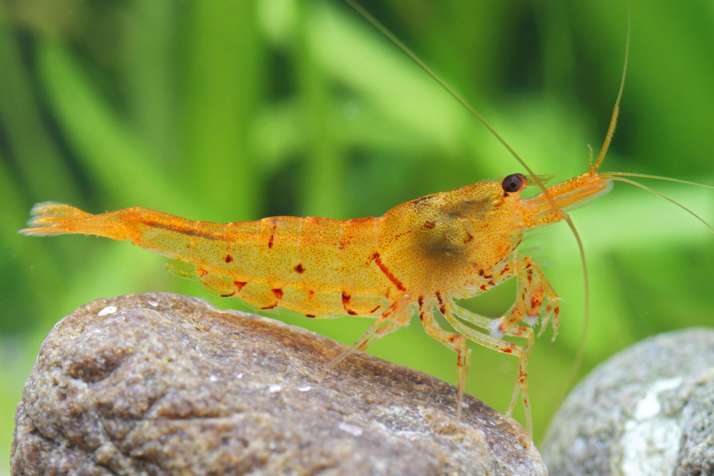 Caridina Serrata "Tangerine Tiger"