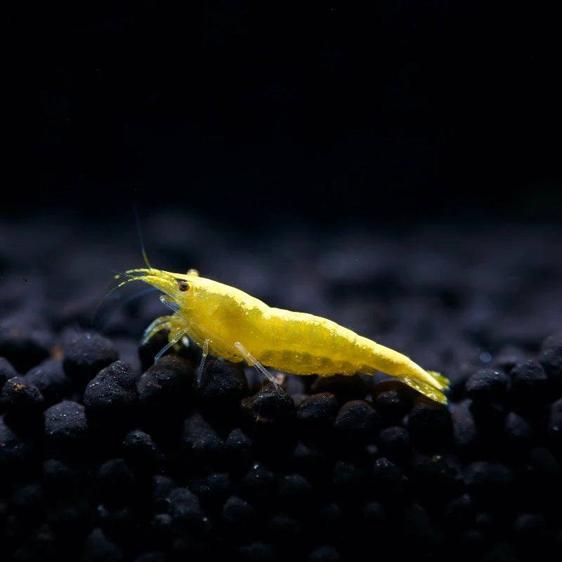 Neocaridina davidi "Yellow"