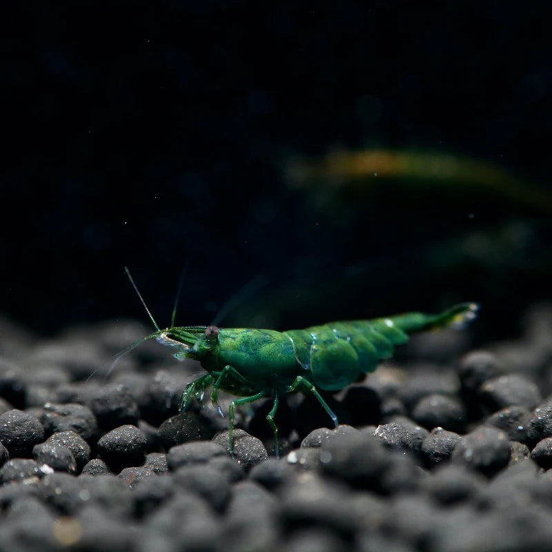 Neocaridina davidi "Green"
