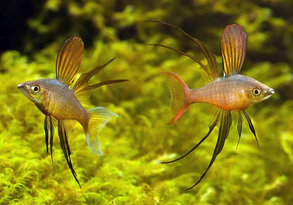 Iriatherina Werneri - Arco Íris Agulha