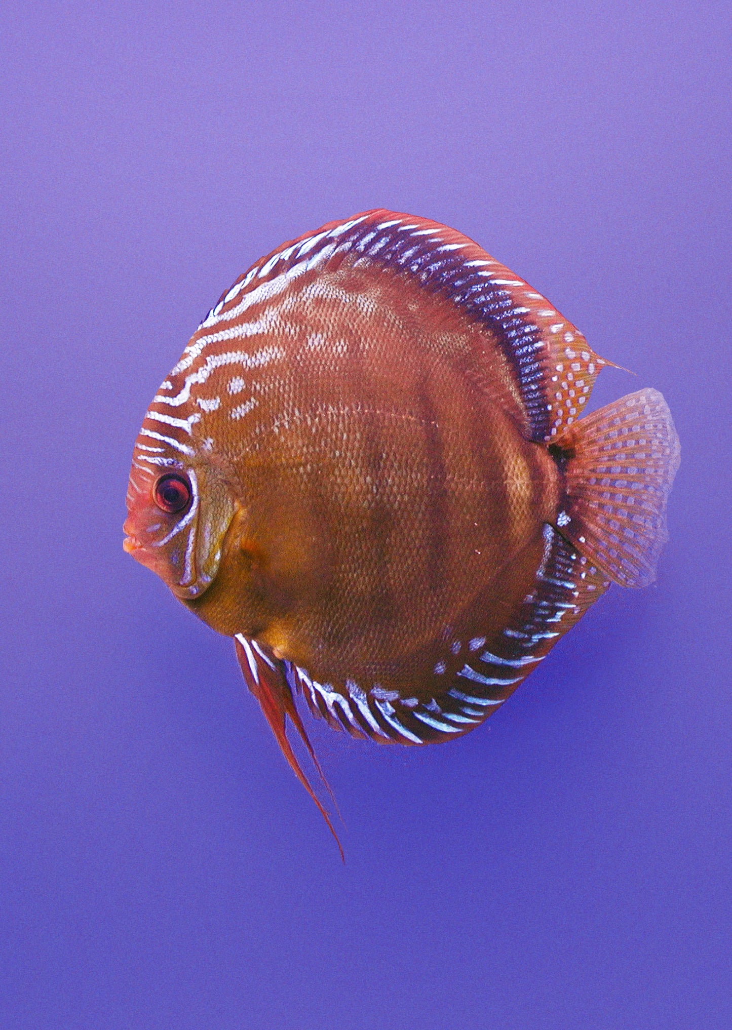 Discus Alenquer