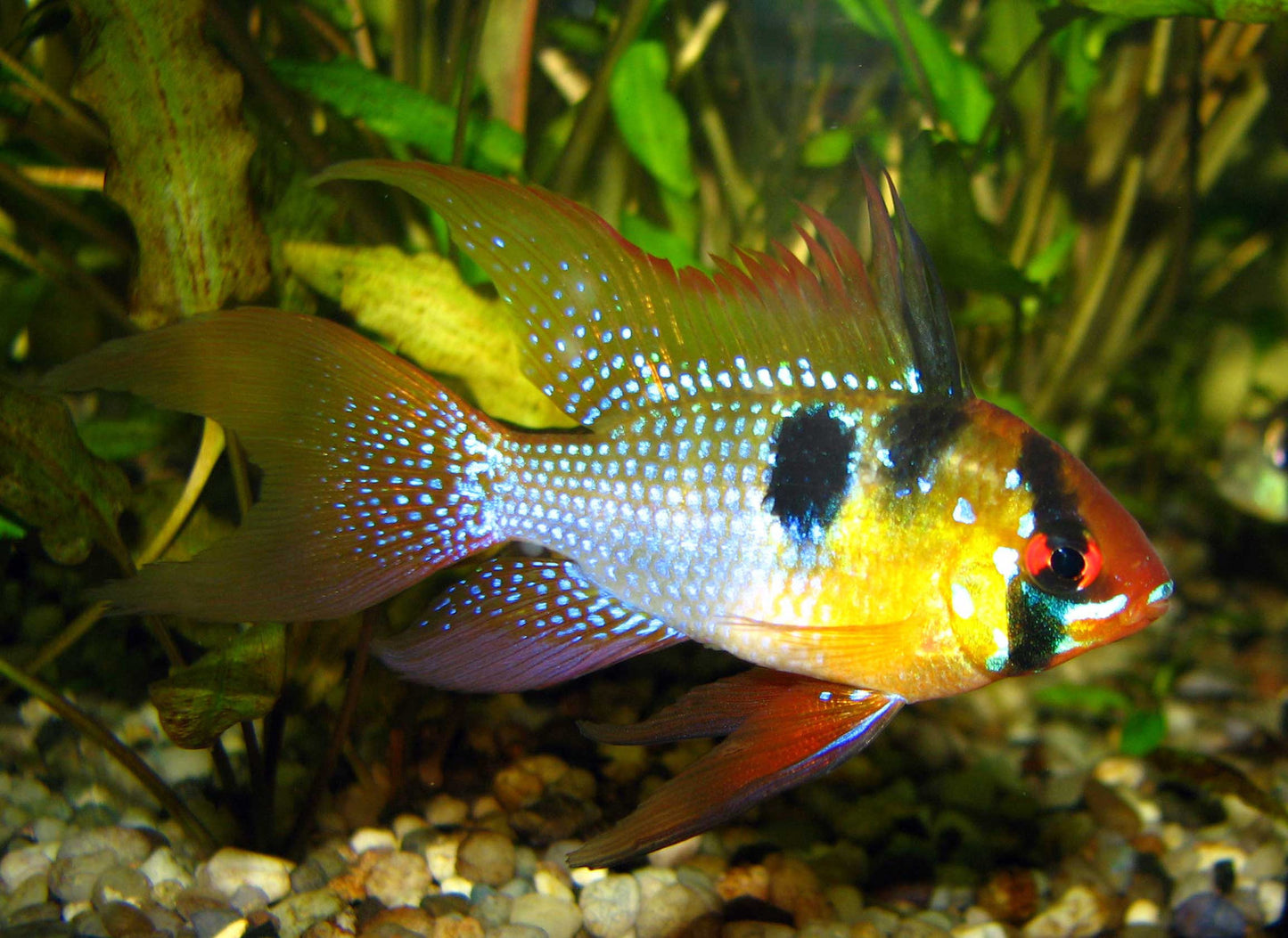 Mikrogeophagus Ramirezi German Blue Véu