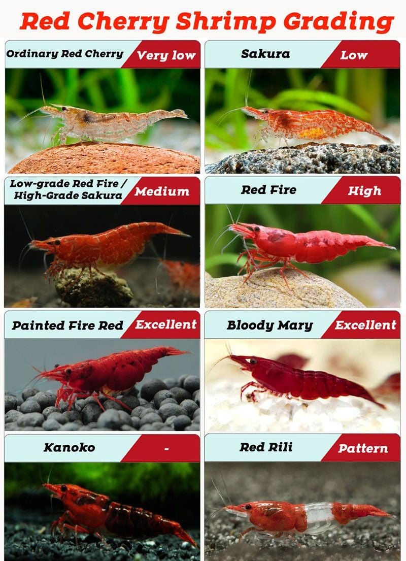 Camarão Red Cherry - Neocaridina davidi "Red Fire"
