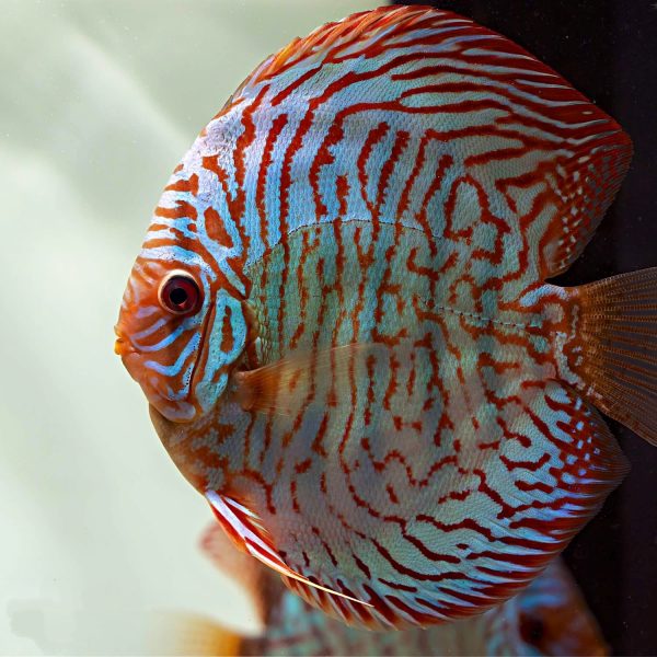 Discus Blue Turquoise