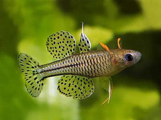 Pseudomugil Gertrudae