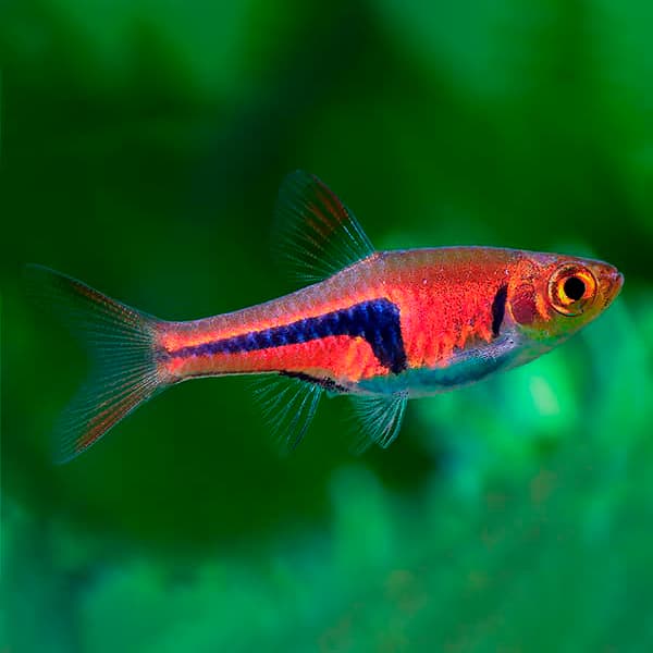 Trigonostigma Espei - Rasbora Espei