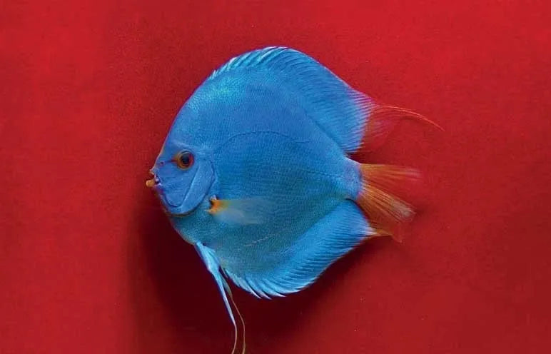 Discus Blue Diamond