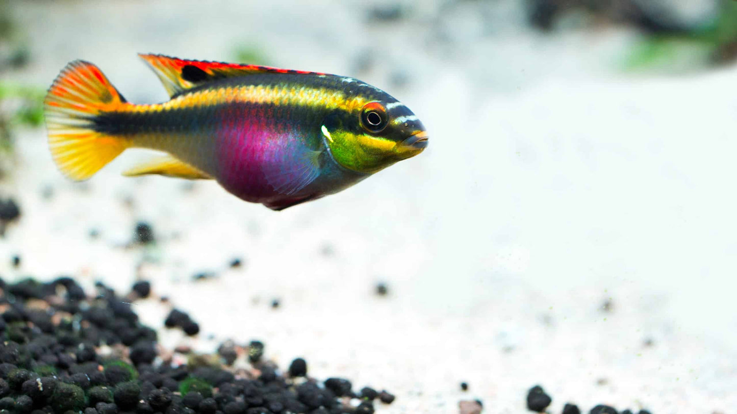 Kribensis - Pelvicachromis Pulcher