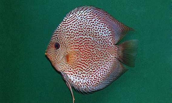 Discus Leopard