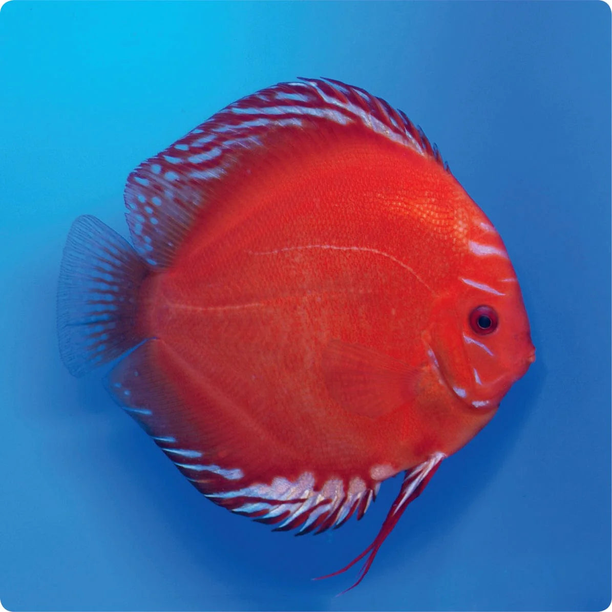 Discus Marlboro Red