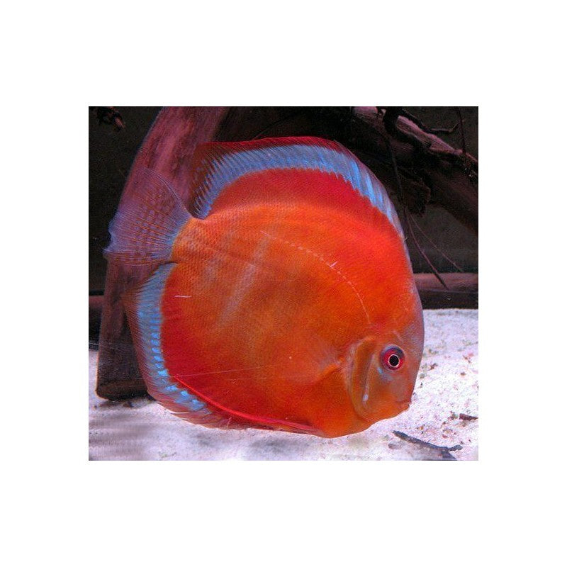 Discus San Merah