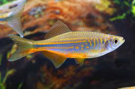 Danio Neptuno - Danio Malabaricus