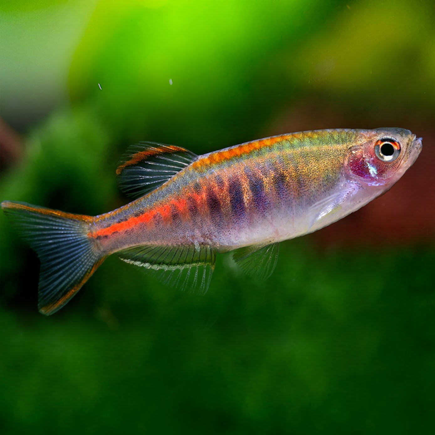 Danio Choprae