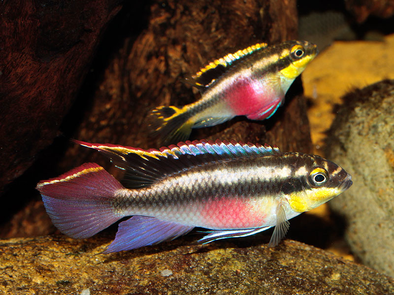 Kribensis - Pelvicachromis Pulcher