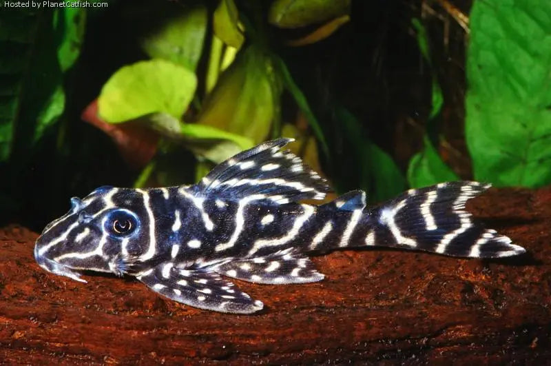 L270 Hypancistrus - Pleco Zebra Chocolate