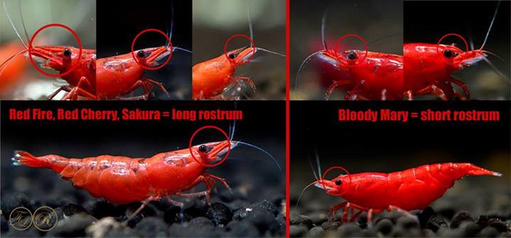 Neocaridina Bloody Mary