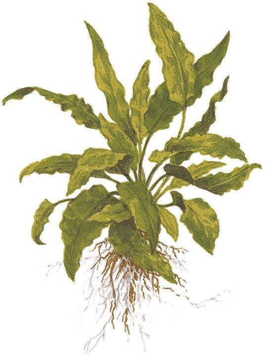 Cryptocoryne wendtii 'Green' 1-2-Grow! - Living Aqua