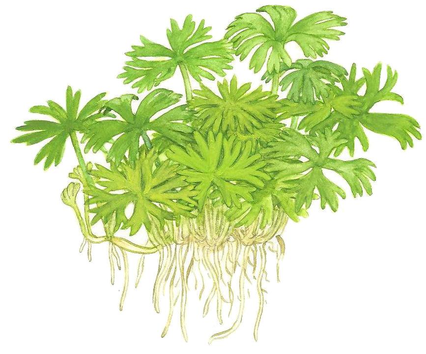 Ranunculus inundatus 1-2-Grow! - Living Aqua