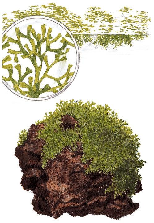 Riccia fluitans 1-2-Grow! - Living Aqua