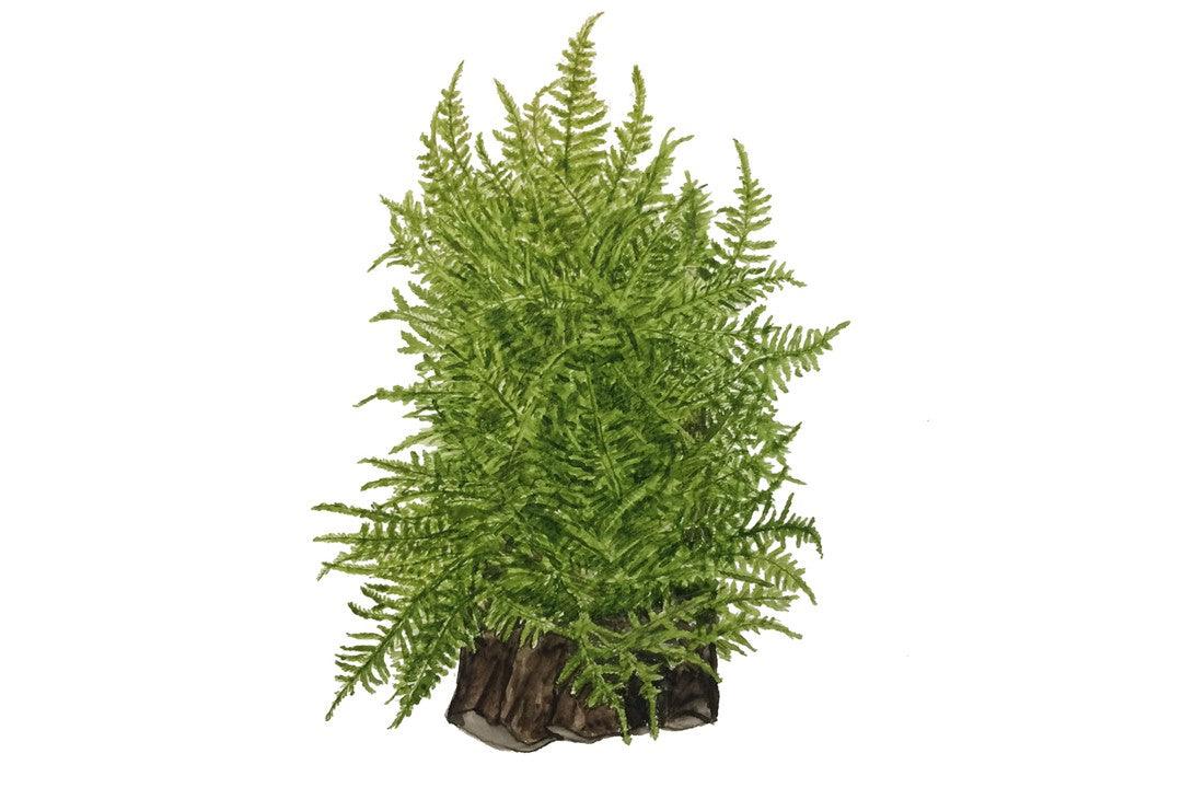 Taxiphyllum alternans 'Taiwan' 1-2-Grow! - Living Aqua