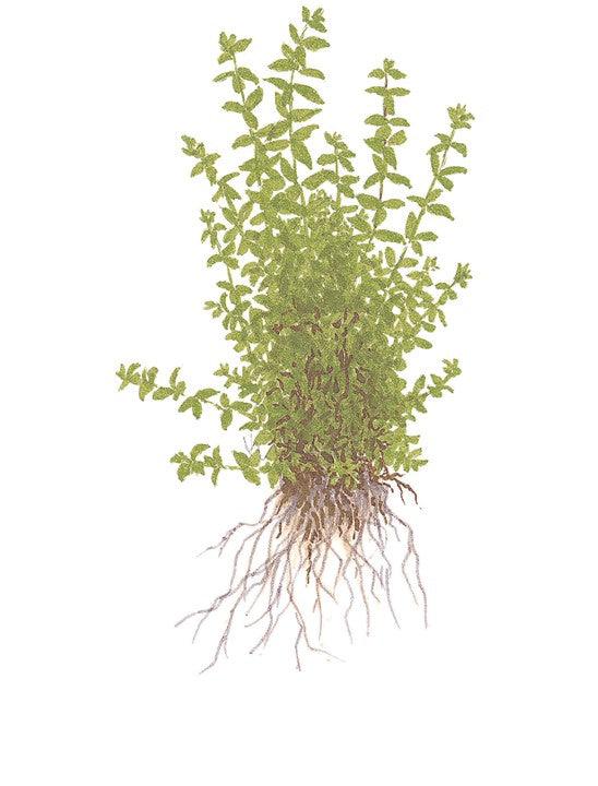 Hemianthus micranthemoides 1-2-Grow! - Living Aqua
