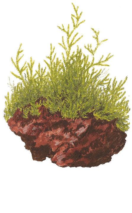 Taxiphyllum barbieri 1-2-Grow! - Living Aqua