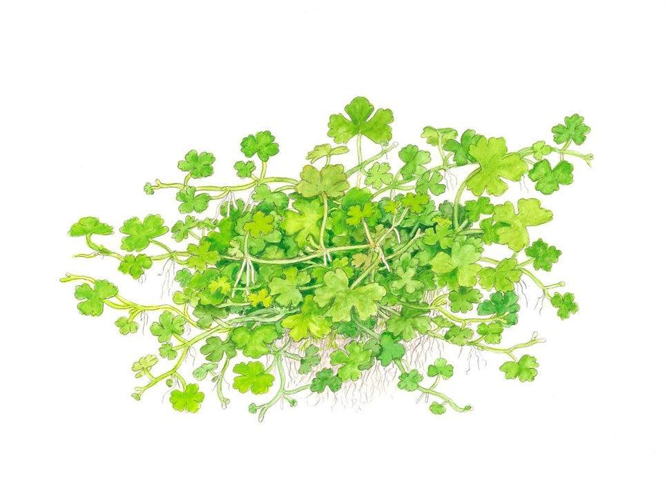 Hydrocotyle tripartita 1-2-Grow! - Living Aqua