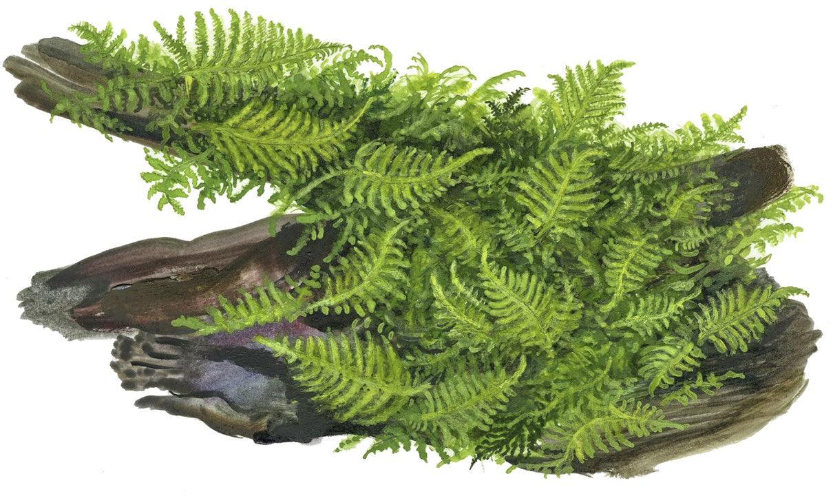 Vesicularia montagnei 'Christmas' 1-2-Grow! - Living Aqua