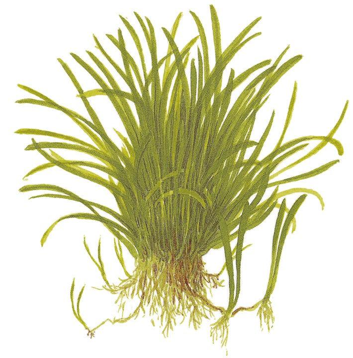 Lilaeopsis brasiliensis 1-2-Grow! - Living Aqua