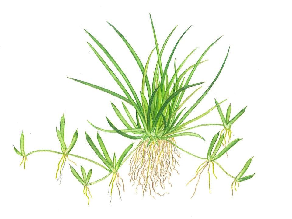 Littorella uniflora 1-2-Grow! - Living Aqua