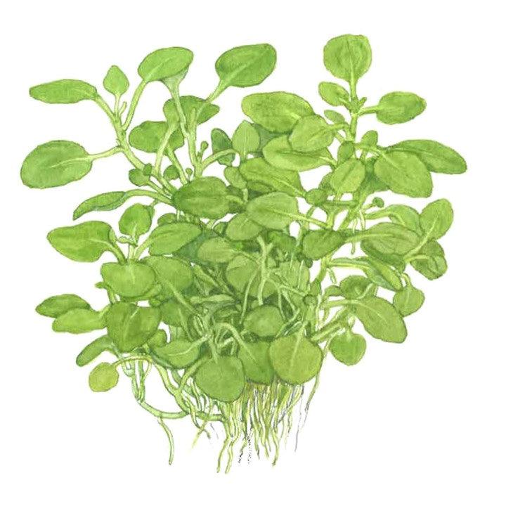 Lobelia cardinalis 'Mini' 1-2-Grow! - Living Aqua