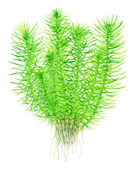 Pogostemon erectus 1-2-Grow! - Living Aqua