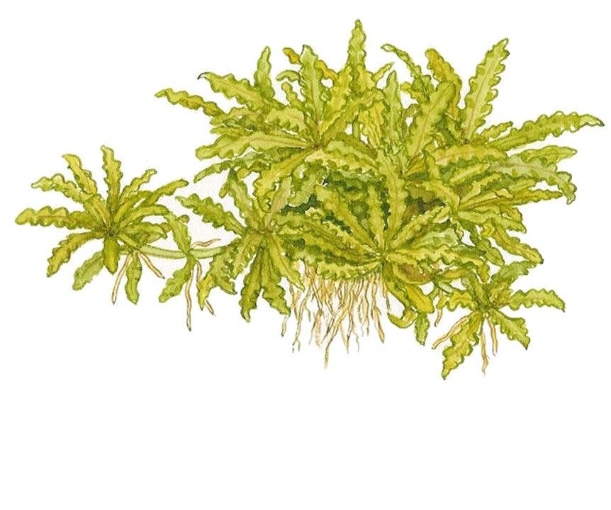 Pogostemon helferi 1-2-Grow! - Living Aqua