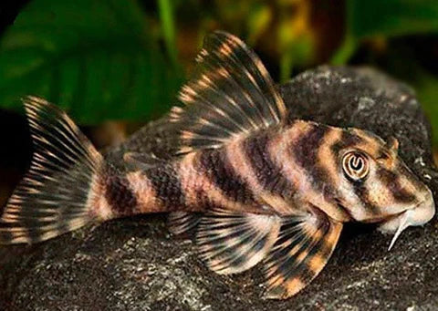 L015 Peckoltia Vittata