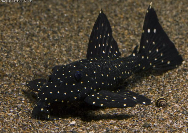 L240 Leporacanthicus CF Galaxias