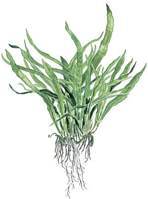 Microsorum pteropus 'Narrow'