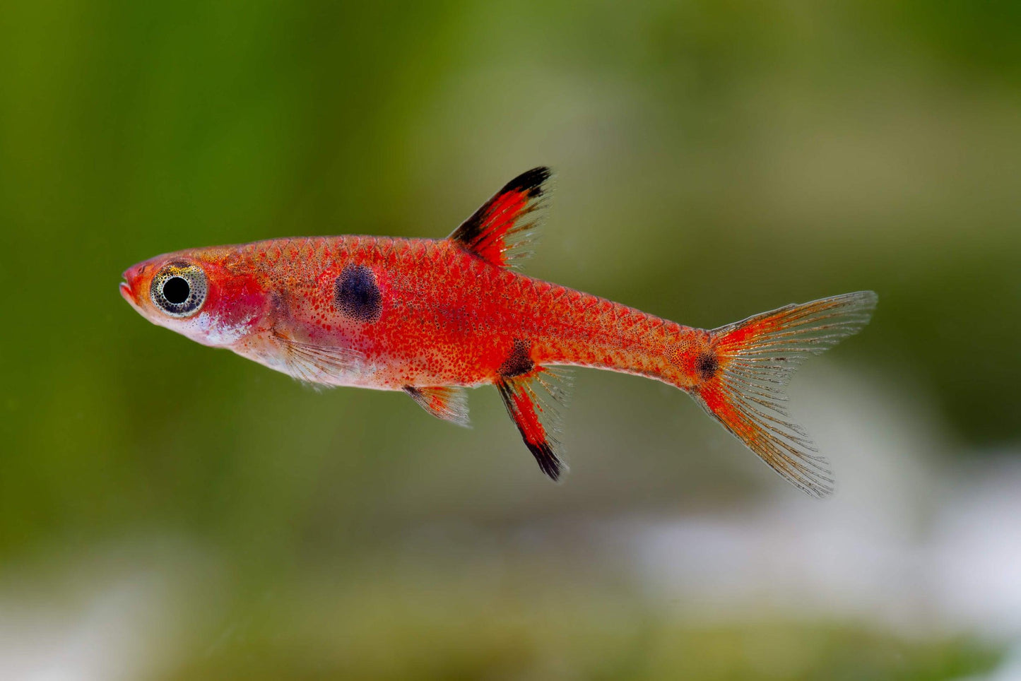 Boraras Maculatus - Rasbora Anã - Living Aqua