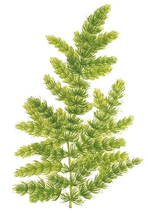 Ceratophyllum demersum 'Foxtail'