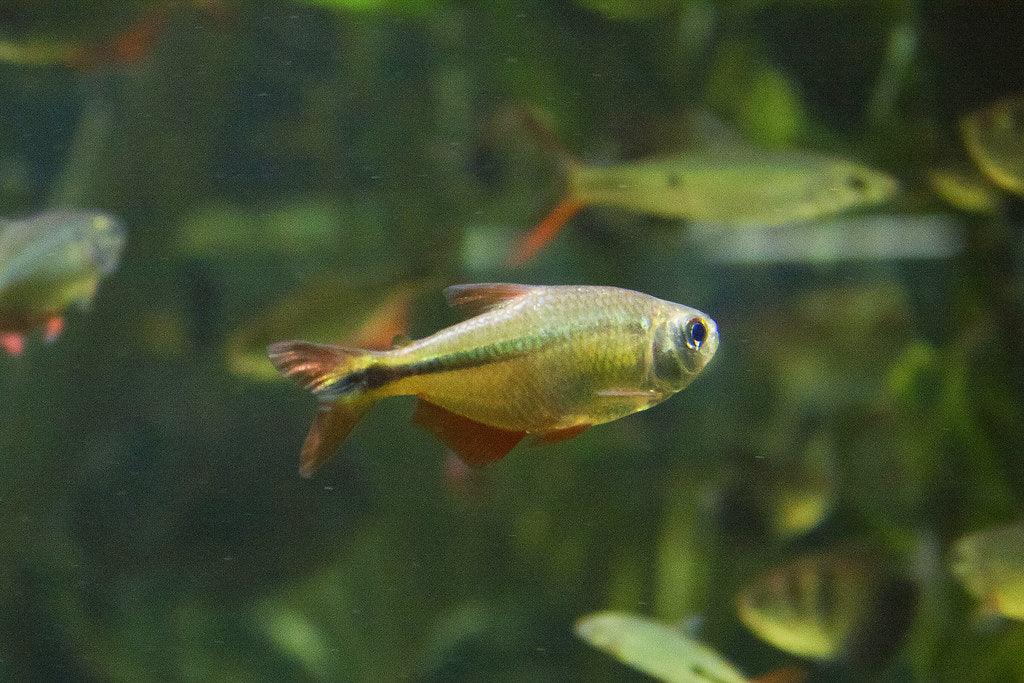 Hemigrammus Caudovittatus - Tetra Buenos Aires - Living Aqua