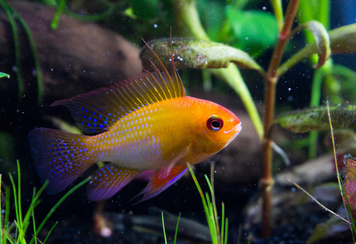 Mikrogeophagus Ramirezi Gold